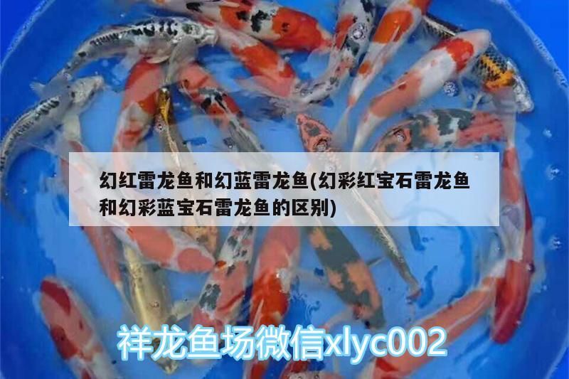 幻紅雷龍魚和幻藍雷龍魚(幻彩紅寶石雷龍魚和幻彩藍寶石雷龍魚的區(qū)別)（幻紅雷龍魚和幻彩藍寶石雷龍魚的區(qū)別）