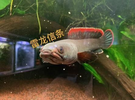 火背雷龍魚苗發色需要多長時間（火背雷龍多大開始發色）