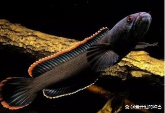 火背雷龍魚苗發色需要多長時間（火背雷龍多大開始發色）