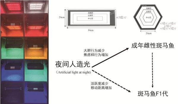 如何根據(jù)魚種選擇燈光？（如何根據(jù)魚種的特性來選擇適合的燈光）