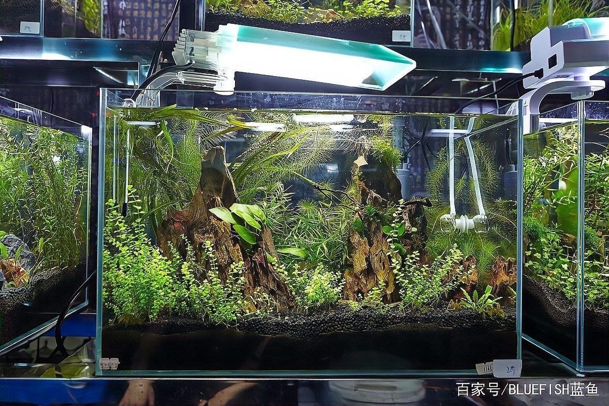 如何根據(jù)魚種選擇燈光？（如何根據(jù)魚種的特性來選擇適合的燈光）