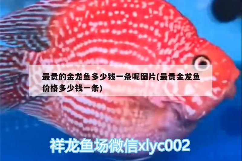 最貴的金龍魚(yú)多少錢一條呢圖片(最貴金龍魚(yú)價(jià)格多少錢一條)