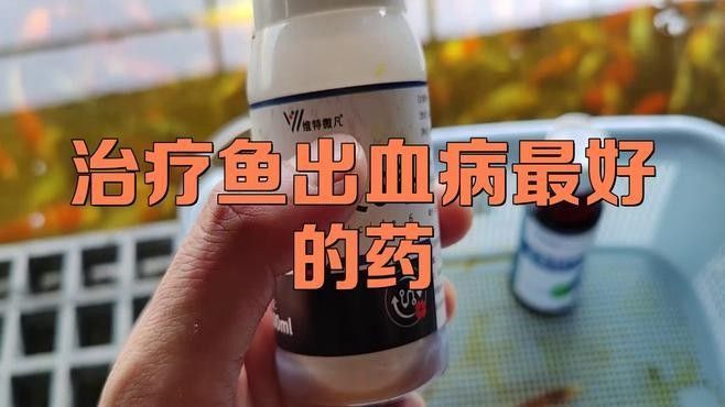 龍魚充血病有哪些常見治療方法