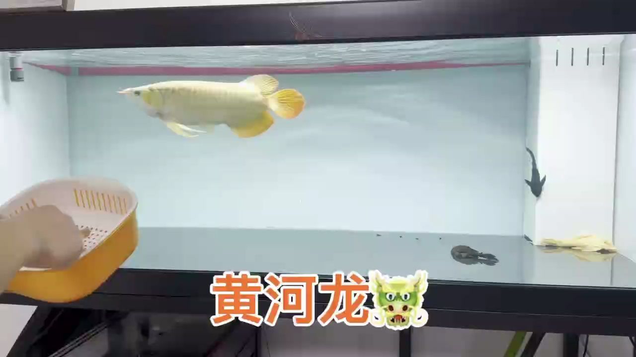 總冠軍教你如何養好魚（總冠軍教你養好魚） 總冠軍教你如何養好魚（總冠軍教你養好魚） 龍魚論壇
