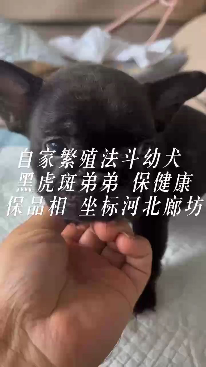 黑虎斑法斗弟弟（黑虎斑法斗弟弟是一只非常可愛的法斗犬）