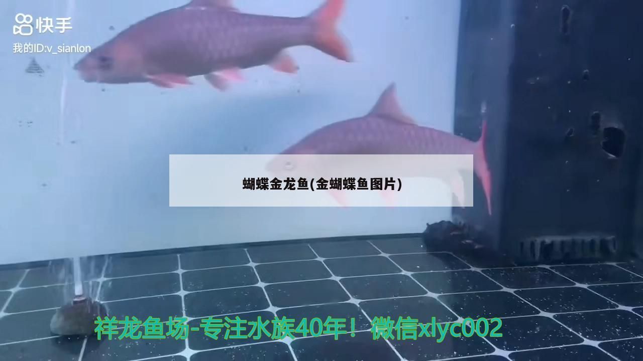蝴蝶金龍魚(金蝴蝶魚圖片)（養殖蝴蝶金龍魚，蝴蝶金龍魚需要注意什么，蝴蝶金龍魚）
