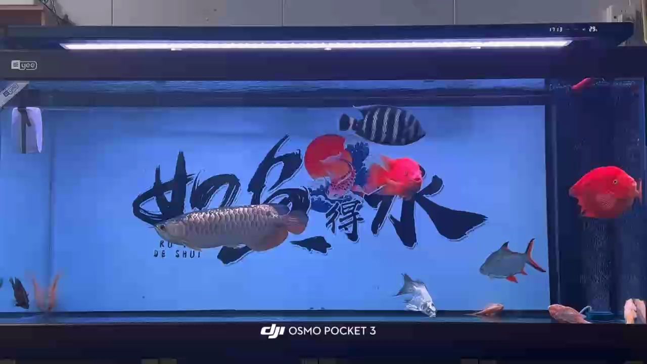 靜靜欣賞10秒鐘吧 靜靜欣賞10秒鐘吧 龍魚論壇
