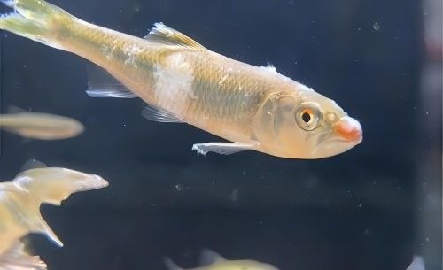 龍魚趴缸多久需要關(guān)注（龍魚趴缸多久需要關(guān)注，水質(zhì)波動才是罪魁禍首優(yōu)博學姐聊申博）