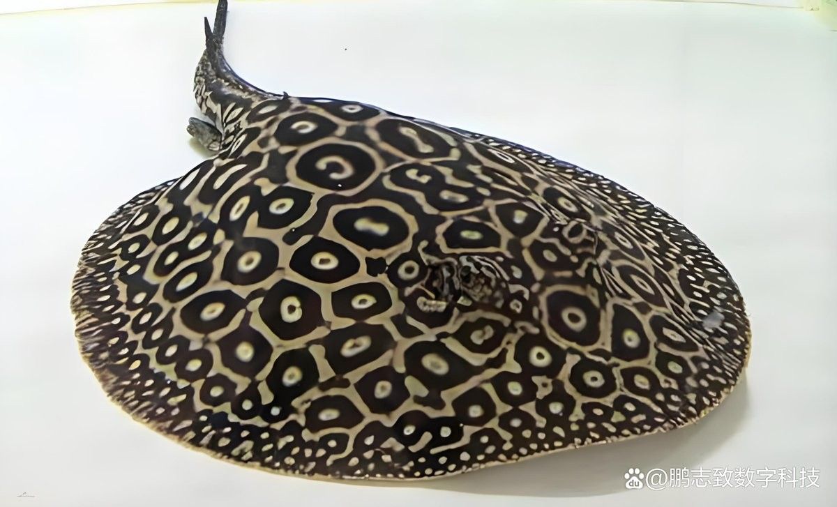 龍魚和魟魚的食物有哪些不同（魚和魟魚的食物差異主要體現(xiàn)在食性偏好、營養(yǎng)需求及投喂方式上）