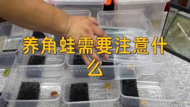 角蛙在龍魚缸中的食物來源（飼養角蛙需要注意什么） 角蛙在龍魚缸中的食物來源（飼養角蛙需要注意什么） 龍魚百科 第4張