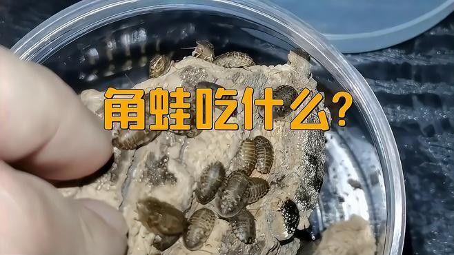 角蛙在龍魚缸中的食物來源（飼養角蛙需要注意什么） 角蛙在龍魚缸中的食物來源（飼養角蛙需要注意什么） 龍魚百科 第1張