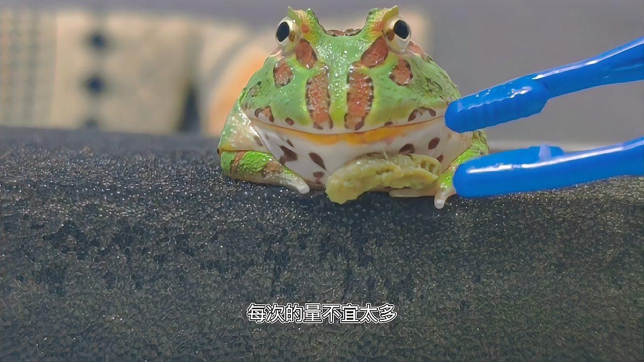 角蛙在龍魚缸中的食物來源（飼養角蛙需要注意什么） 角蛙在龍魚缸中的食物來源（飼養角蛙需要注意什么） 龍魚百科 第3張