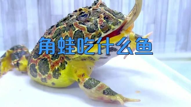 角蛙在龍魚缸中的食物來源（飼養角蛙需要注意什么） 角蛙在龍魚缸中的食物來源（飼養角蛙需要注意什么） 龍魚百科 第2張