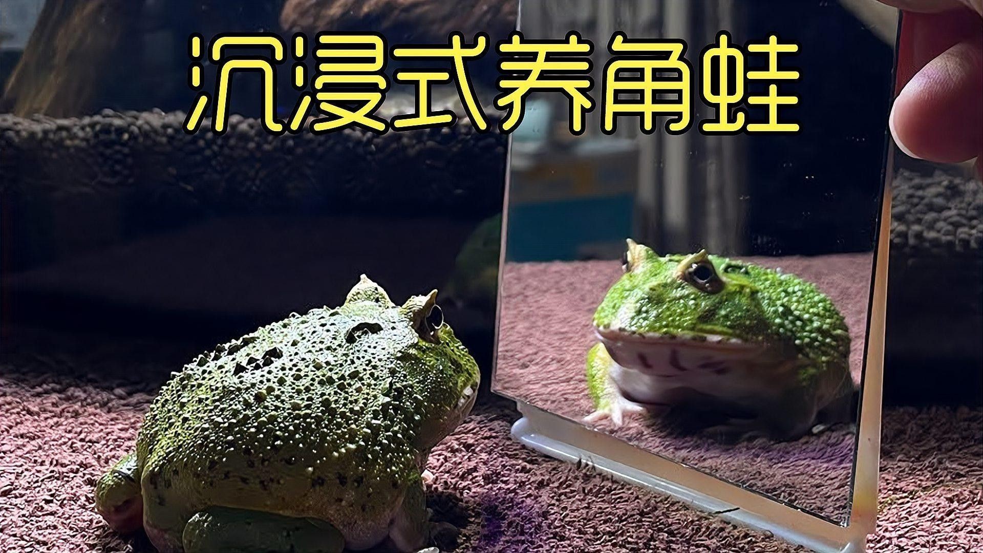 角蛙在龍魚缸中的食物來源(飼養角蛙需要注意什么) 龍魚百科 第5張 角蛙在龍魚缸中的食物來源(飼養角蛙需要注意什么) 角蛙在龍魚缸中的食物來源(飼養角蛙需要注意什么) 龍魚百科 第5張