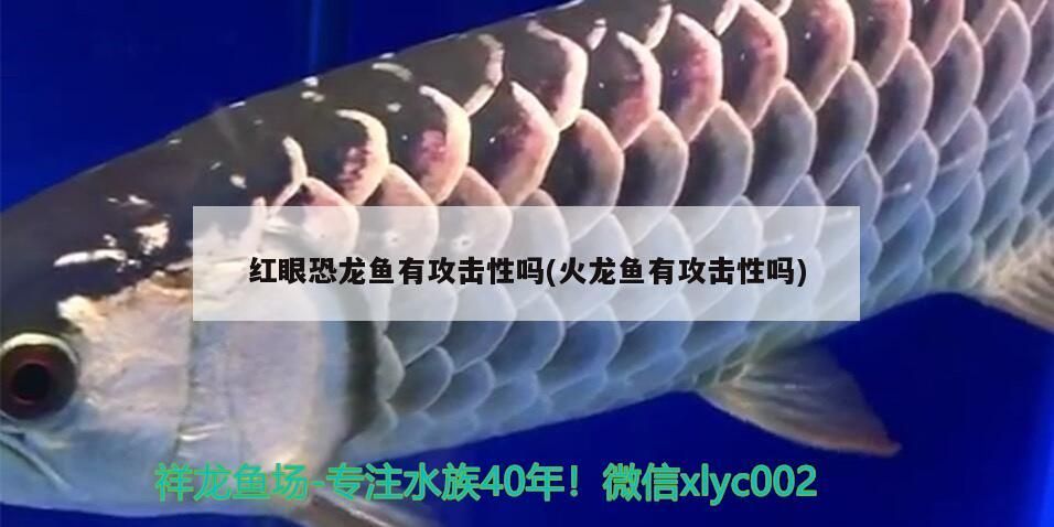 紅眼恐龍魚有攻擊性嗎(火龍魚有攻擊性嗎)（火龍魚有攻擊性嗎）