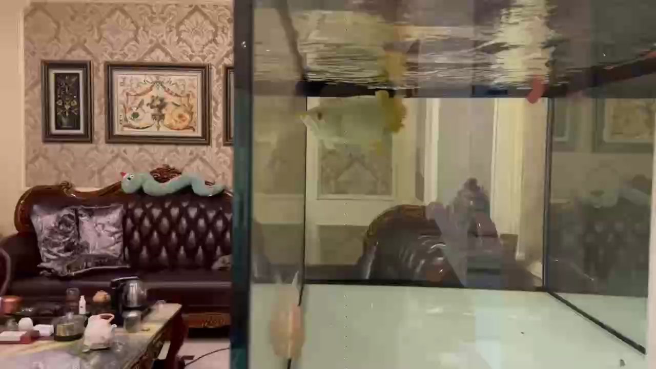 龍魚求救（小伙海邊發(fā)現(xiàn)一條受傷的龍魚，看爛尾又游泳不對）