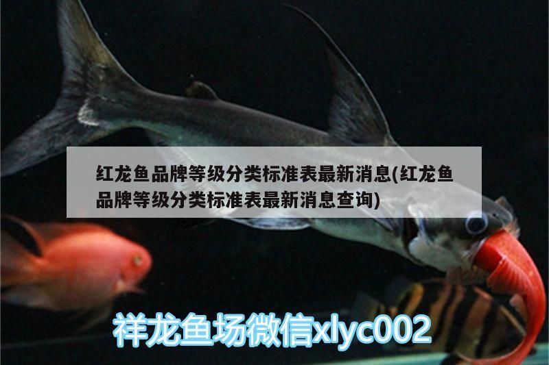 紅龍魚品牌等級分類標(biāo)準(zhǔn)表最新消息(紅龍魚品牌等級分類標(biāo)準(zhǔn)表最新消息查詢)（“紅龍魚品牌等級分類標(biāo)準(zhǔn)表最新消息）