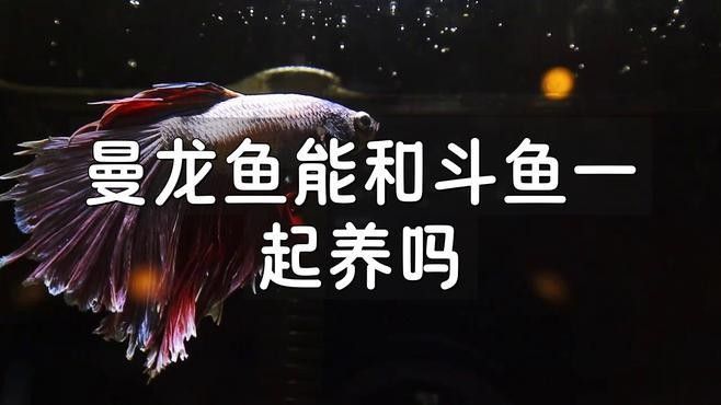 曼龍魚混養(yǎng)的最佳數(shù)量是多少（曼龍魚混養(yǎng)的最佳數(shù)量取決于多種因素）