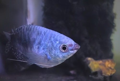 曼龍魚混養(yǎng)的最佳數(shù)量是多少（曼龍魚混養(yǎng)的最佳數(shù)量取決于多種因素）
