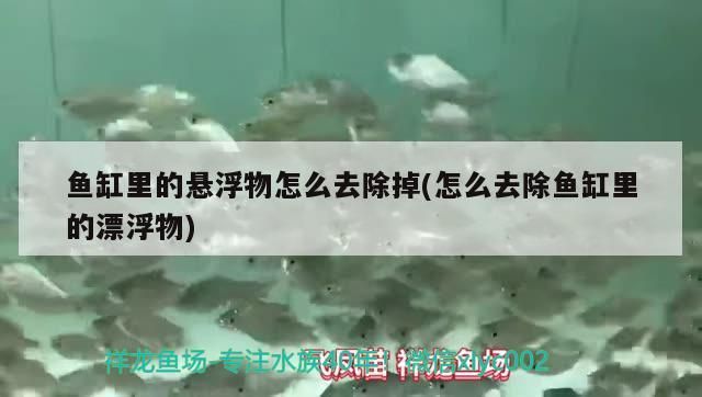 魚缸里的懸浮物怎么去除掉(怎么去除魚缸里的漂浮物)（魚缸懸浮物怎么去除掉）