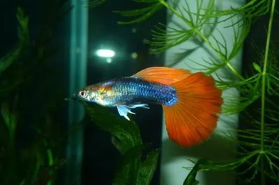 粉紅色尾巴金龍魚一條多少錢（關(guān)于粉紅色尾巴金龍魚的問題）