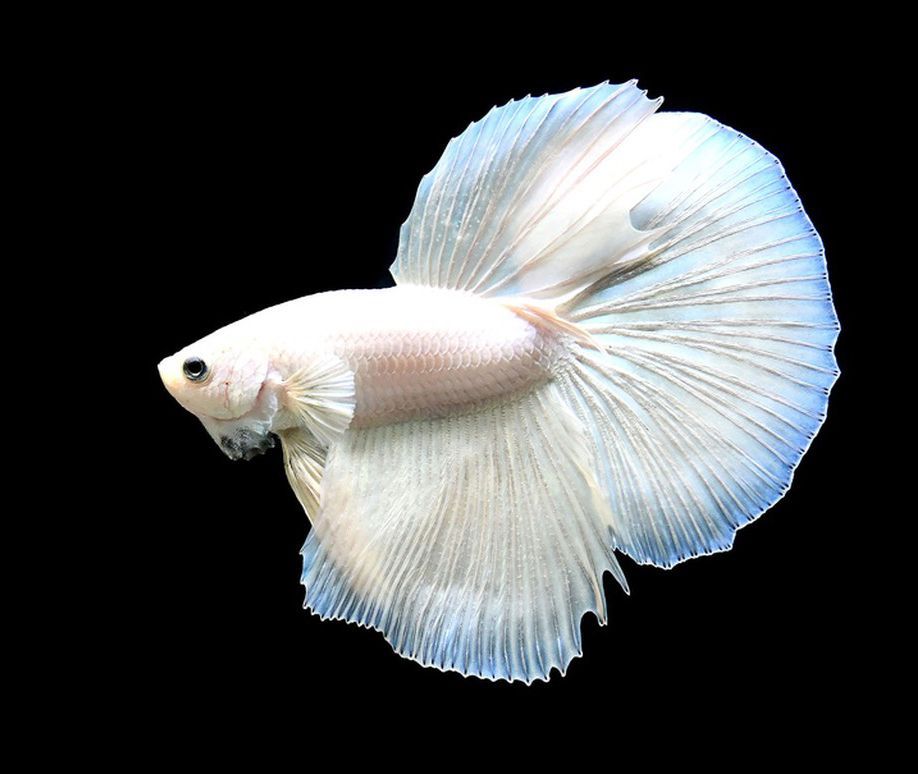 粉紅色尾巴金龍魚一條多少錢（關(guān)于粉紅色尾巴金龍魚的問題）