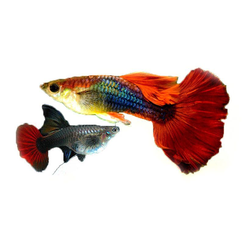 粉紅色尾巴金龍魚一條多少錢（關(guān)于粉紅色尾巴金龍魚的問題）
