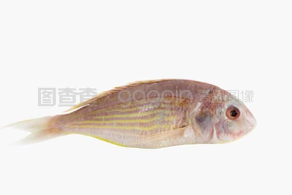 粉紅色尾巴金龍魚一條多少錢（關(guān)于粉紅色尾巴金龍魚的問題）