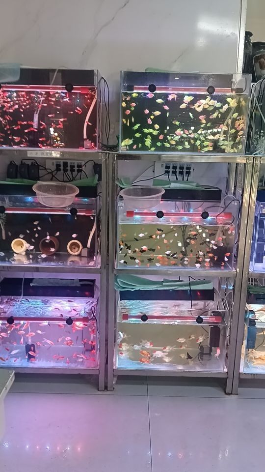 保定有哪些專業(yè)水族診療機(jī)構(gòu)？（保定市專業(yè)水族診療機(jī)構(gòu)及專業(yè)水族診療機(jī)構(gòu)及相關(guān)信息）