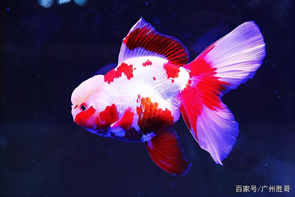 蘭壽金魚多久換一次水？（蘭壽金魚多久換一次水）
