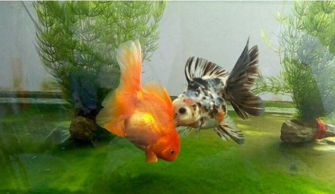 蘭壽金魚多久換一次水？（蘭壽金魚多久換一次水）