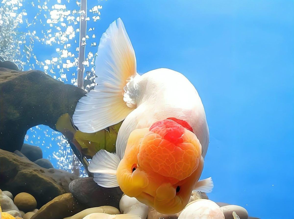 蘭壽金魚多久換一次水？（蘭壽金魚多久換一次水）