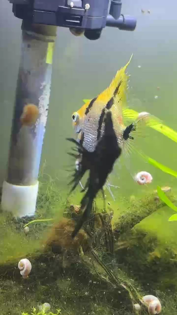 可憐（\