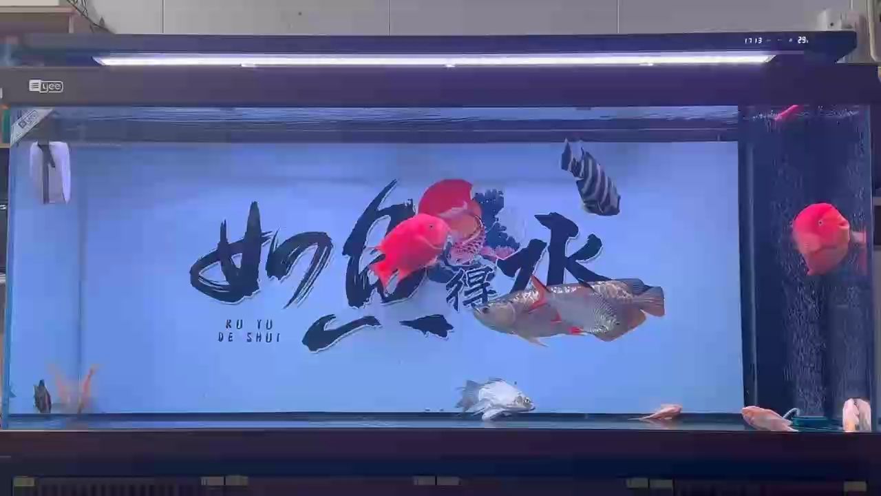 20多天不吃東西，狀態終于回來了！（20多天不吃東西，狀態終于回來了）