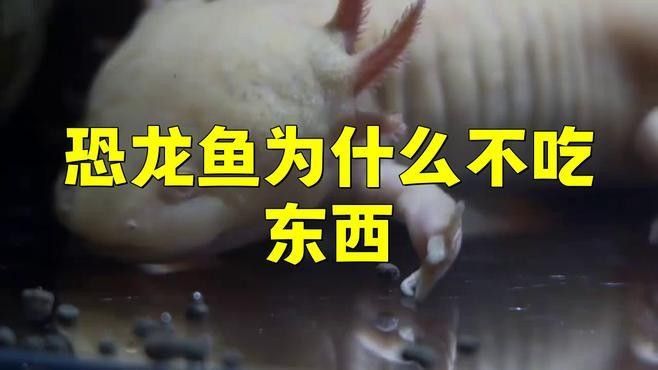 虎紋恐龍魚不吃飼料怎么辦（恐龍魚不吃東西怎么辦）