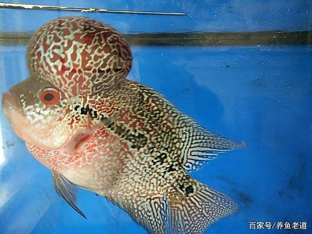 虎紋恐龍魚不吃飼料怎么辦（恐龍魚不吃東西怎么辦）