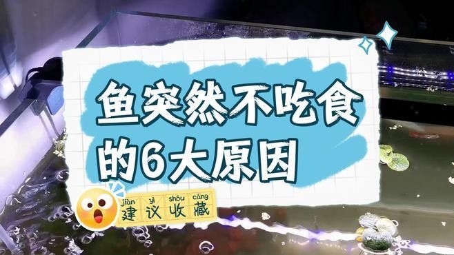 虎紋恐龍魚不吃飼料怎么辦（恐龍魚不吃東西怎么辦）