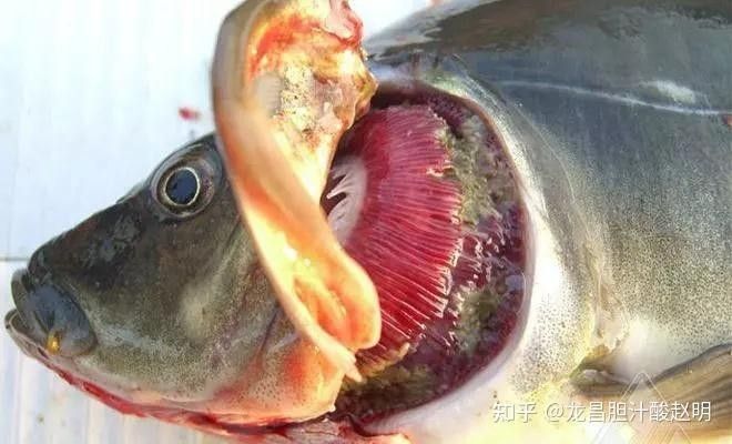 虎紋恐龍魚不吃飼料怎么辦（恐龍魚不吃東西怎么辦）