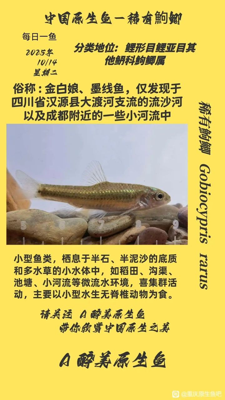 稀有鮈鯽（稀有鮈鯽在自然生態(tài)系統(tǒng)中扮演著重要角色）