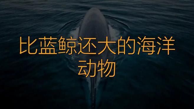 平克山大魚龍與藍鯨的體型對比（克山大魚龍與藍鯨的體型對比，平克山大魚龍與藍鯨的體型對比）