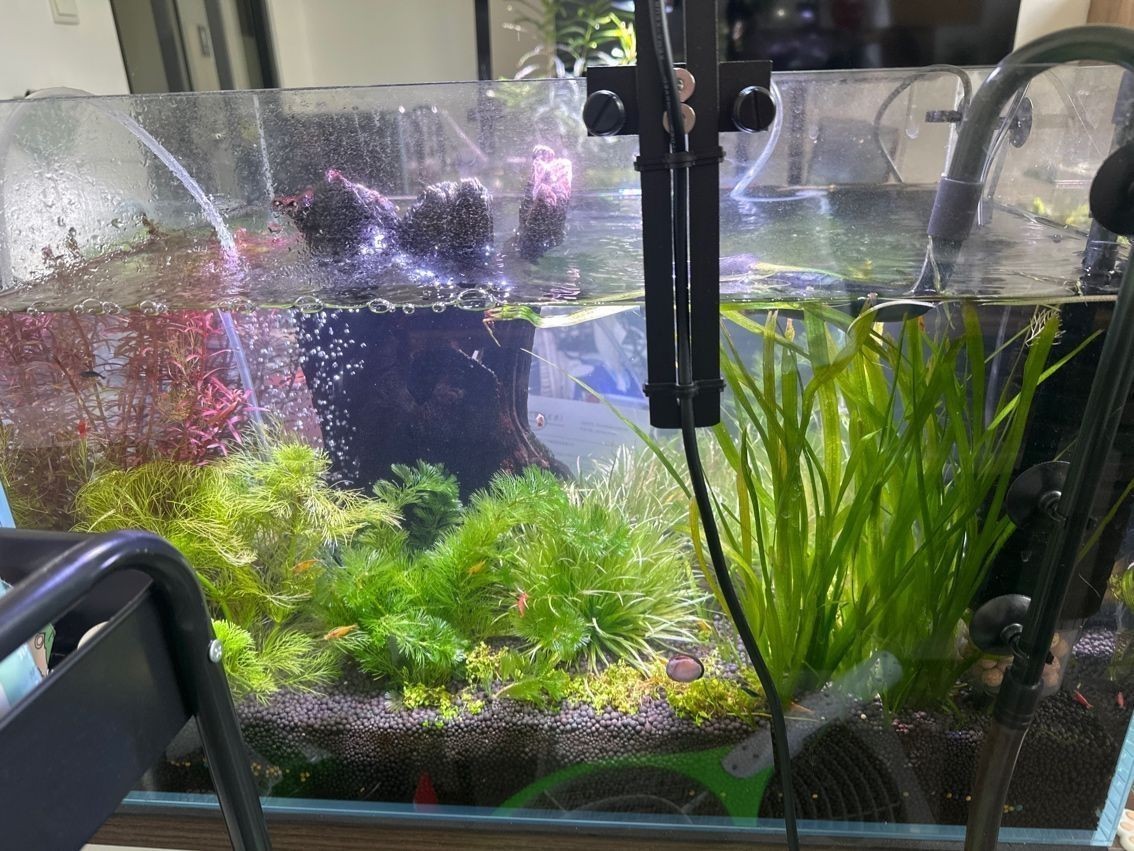 有哪些龍魚疾病沒有視頻教程？，關于龍魚疾病及其可能的視頻資源缺失情況