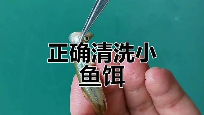 如何處理活餌以確保其安全性（\