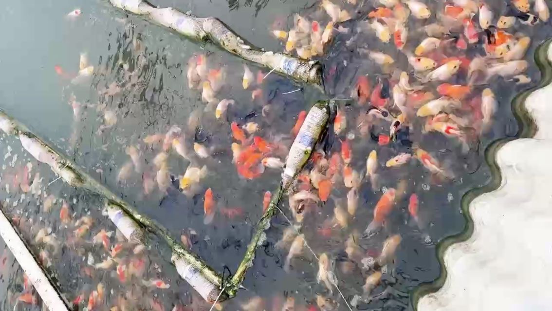 新手也能輕松拿捏的魚（新手也能輕松拿捏的魚，本文旨在介紹如何在釣魚活動中捕捉到各種魚類）