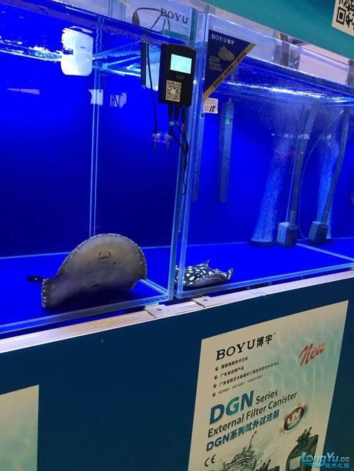 廣州龍魚網有哪些推薦產品（廣州龍魚網有哪些高端龍魚品種廣州龍魚活食品牌排行榜）