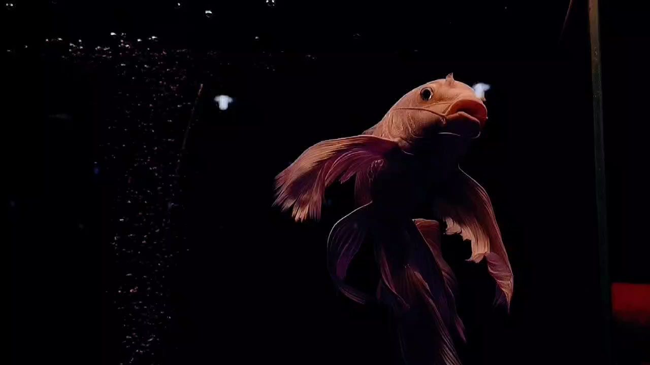 水中芭蕾（年邁老嫗八云紫評論：錦鯉能混養嗎）