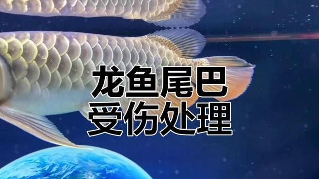 金龍魚受傷后需要隔離多久（養魚老道，金龍魚斷尾護理全攻略）