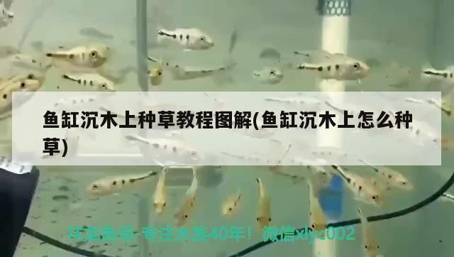 魚(yú)缸沉木上種草教程圖解(魚(yú)缸沉木上怎么種草)（魚(yú)缸沉木上怎么種草）