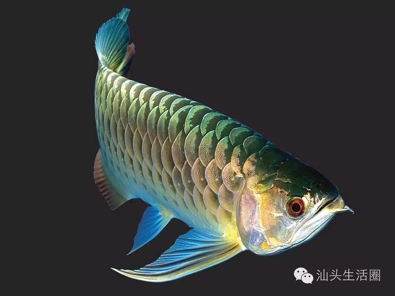 如何挑選新鮮潮汕金龍魚（如何挑選新鮮的潮汕金龍魚）