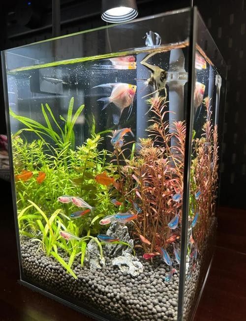 如何保持魚缸水溫穩定（如何穩定魚缸水溫、水溫的辦法）