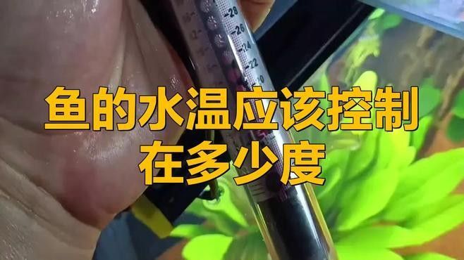 木魚和小魚缸哪個好養魚好，木魚和小魚缸哪個好養魚